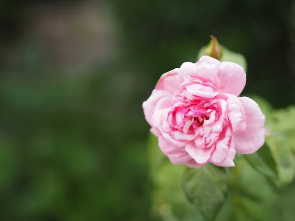 Rosa Ros Blomma Blommar Trädgården Suddig Natur Bakgrund Utrymme För — Stockfoto