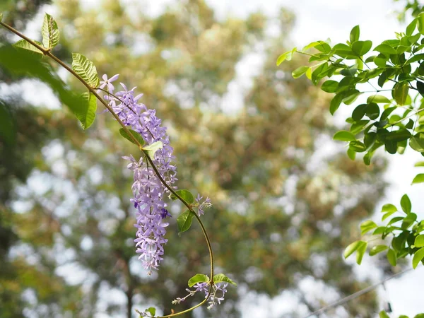 Flower Purple Sandpaper Vine Purple Wreath Bouquet Five Petals Five — Stock Photo, Image