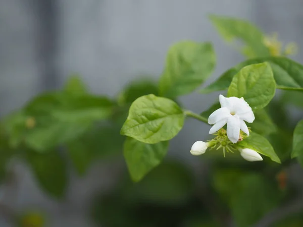 Αραβικό Γιασεμί Jasminum Sambac Oleaceae Λευκό Λουλούδι Δροσερό Άρωμα Που — Φωτογραφία Αρχείου