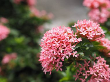Bahçede açan çalı çiçekleri, Rubiaceae pembe çiçekleri.