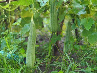 Luffa acutangular, Cucurbitaceae yeşil sebzeler bahçede taze ve doğa arka planında