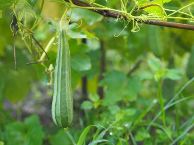 Luffa acutangular, Cucurbitaceae yeşil sebzeler bahçede taze ve doğa arka planında