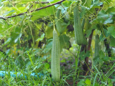 Luffa acutangular, Cucurbitaceae yeşil sebzeler bahçede taze ve doğa arka planında