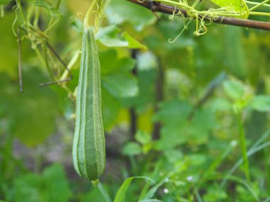 Luffa acutangular, Cucurbitaceae yeşil sebzeler bahçede taze ve doğa arka planında