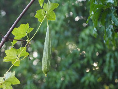 Luffa acutangular, Cucurbitaceae yeşil sebzeler bahçede taze ve doğa arka planında