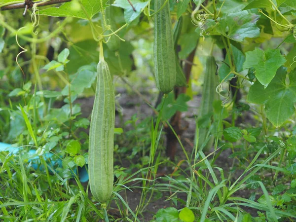 Luffa Acutangular Cucurbitaceae Groene Groenten Vers Tuin Achtergrond Van Natuur — Stockfoto