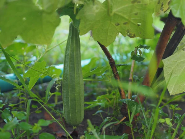 Luffa Acutangular Cucurbitaceae Groene Groenten Vers Tuin Achtergrond Van Natuur — Stockfoto