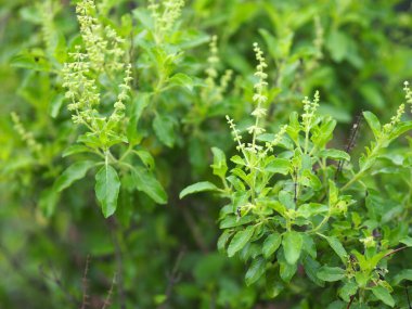 Ocimum tenuiflorum mabedi ya da Tulsi kaphrao Kutsal fesleğeni, 30 ila 60 cm uzunluğunda, kıllı yaprakları olan birçok dallı ağaç gövdesi olan, doğada yetişen yeşil sebzelerdir.