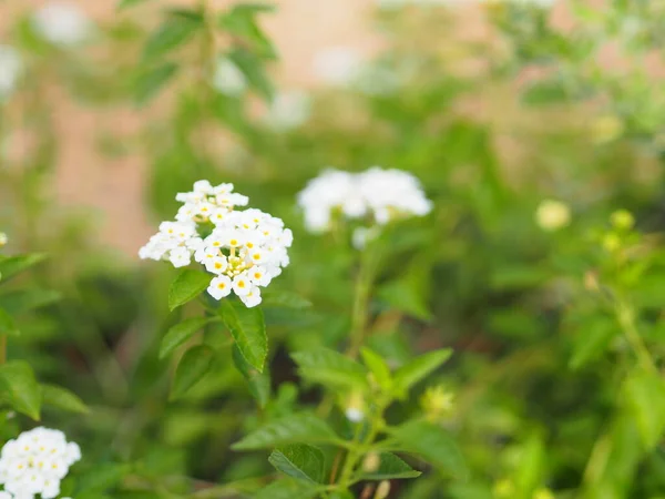 Fleur Blanche Lantana Camara Verbenaceae Fleurissant Dans Jardin Sur Fond — Photo