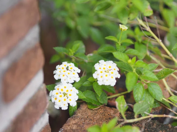 Fleur Blanche Lantana Camara Verbenaceae Fleurissant Dans Jardin Sur Fond — Photo