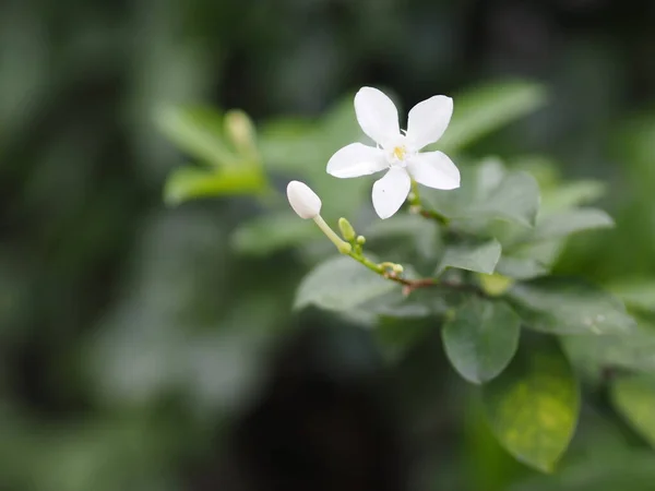 Белый Цветок Murraya Paniculate Paniculata Цветет Саду Размытом Фоне Природы — стоковое фото
