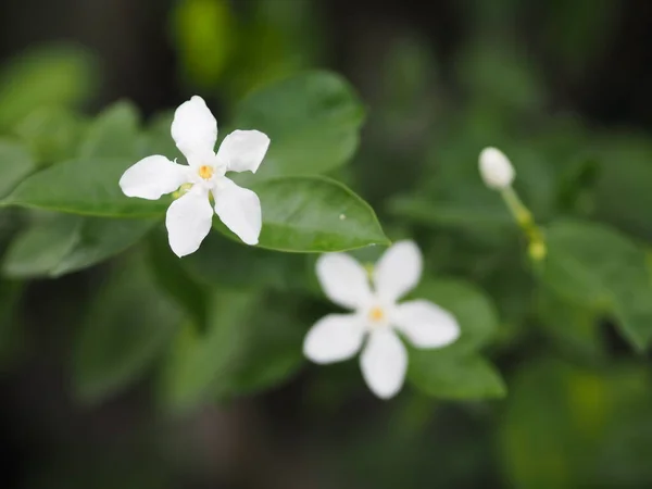 Fehér Virág Murraya Paniculate Paniculata Virágzó Kertben Homályos Természet Háttér — Stock Fotó
