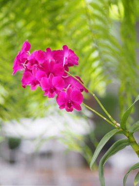 Mor orkideler Dendrobium Lindley, Orchidaceae, Dendrobium phalaenopsis...