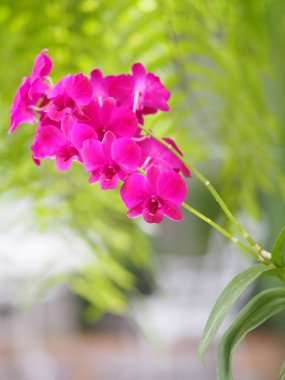 Mor orkideler Dendrobium Lindley, Orchidaceae, Dendrobium phalaenopsis...