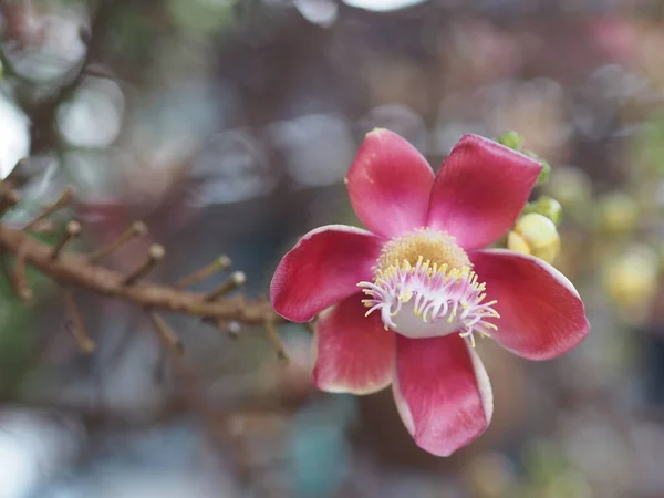 Shorea robusta, Dipterocarpaceae, Couroupita guianensis Aubl, Sal bulanık doğa arka planında bahçede çiçek açıyor.