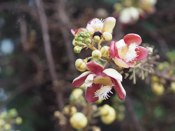 Shorea Robusta Dipterocarpaceae Couroupita Guianensis Aubl Sal Virágzó Kert Elmosódott — Stock Fotó