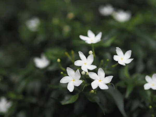 Gardenia Rubiaceae Małe Liście Bylin Zaokrąglone Owalne Spiczaste Pojedyncze Kwiaty — Zdjęcie stockowe