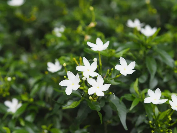 Gardenia Rubiaceae Kleine Vaste Planten Bladeren Zijn Afgeronde Ovale Puntige — Stockfoto