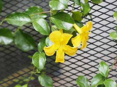 Bahçede açan sarı çiçek. Arka planda bulanık.