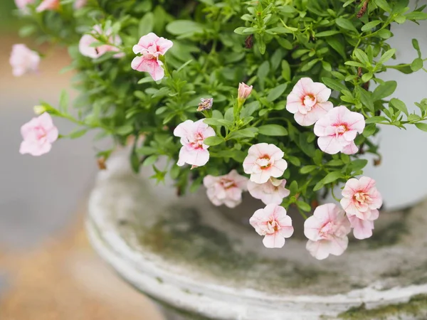 Wave Pink Cascade Color Family Name Solanaceae Scientific Name Petunia — Stock Photo, Image