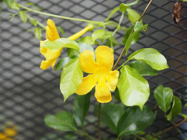 Žlutý Květ Kvetoucí Zahradě Rozmazané Přírody Pozadí — Stock fotografie