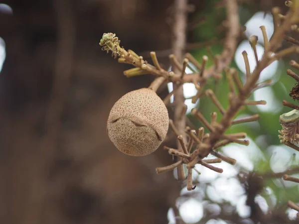 Shorea robusta, Dipterocarpaceae, Couroupita guianensis Aubl, Sal bulanık doğa arka planında bahçede çiçek açıyor.