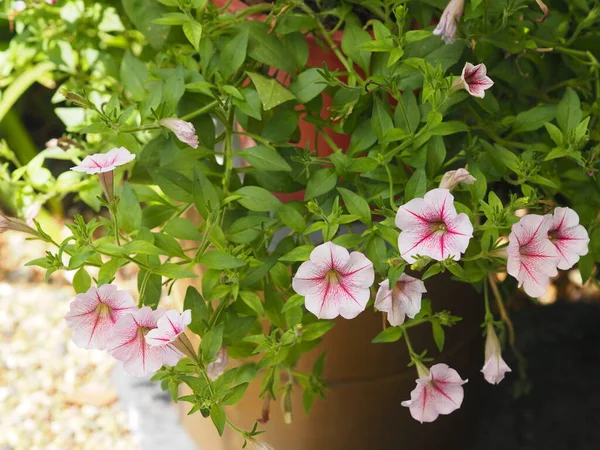 Hullám Rózsaszín Szín Petunia Hybrida Solanaceae Név Virág Csokor Gyönyörű — Stock Fotó