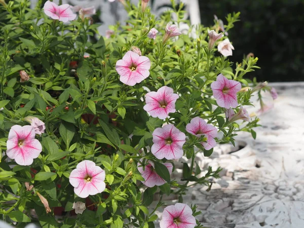 Волна Розового Цвета Petunia Hybrida Solanaceae Имя Цветочный Букет Красивый — стоковое фото