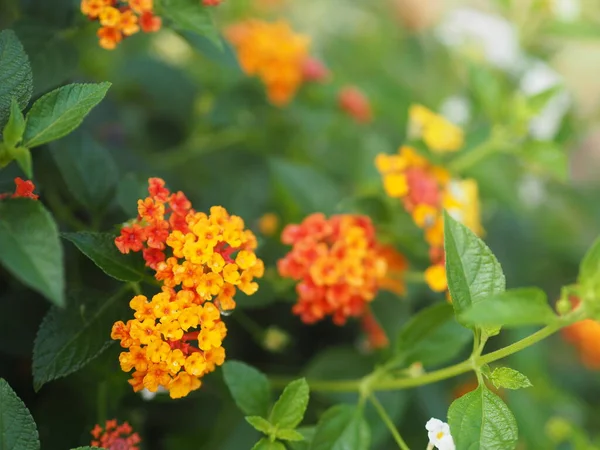 Fleur Jaune Orange Lantana Camara Verbenaceae Fleurissant Dans Jardin Sur — Photo