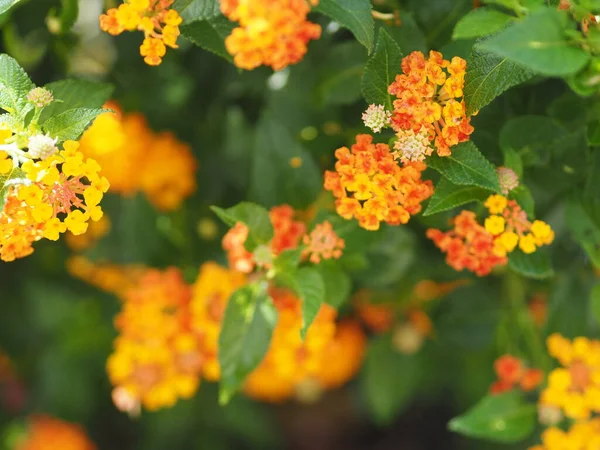 Gelbe Und Orangefarbene Blume Lantana Camara Verbenaceae Blüht Garten Auf — Stockfoto