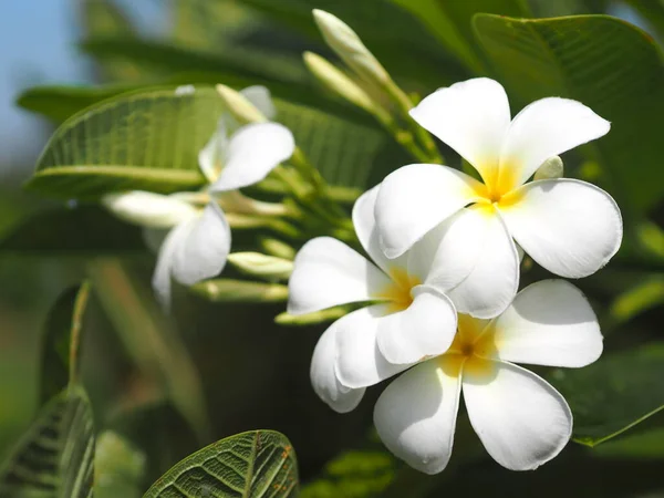 Plumeria Bahçedeki Bulanık Arka Planda Açan Beyaz Sarı Renkli Çiçekleri — Stok fotoğraf