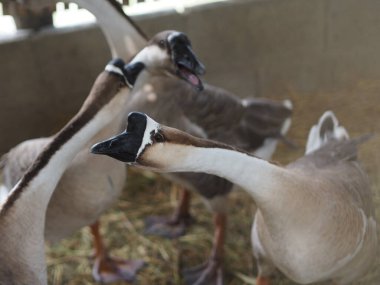 Kaz kafalı, birçok kaz hala kümeste yaşıyor.