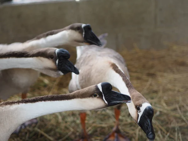 Goose animal, Many geese are still alive in their coop