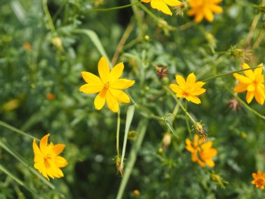 Afrika kadife çiçeği, Amerikan, Aztek, Büyük kadife çiçeği Bilimsel adı Tagetes ereksiyon sarı çiçek bahçenin arka planı