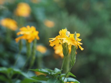 Sarı çiçek Aphelandra Crossandra, Acanthaceae ailesi bahçede çiçek açıyor.