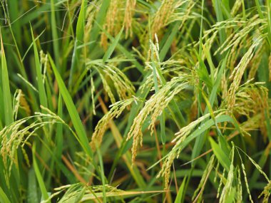 Tarla bitkisindeki çivili yeşil çeltik pilavı, doğa arka planındaki bulanık Jasmine pilavı.
