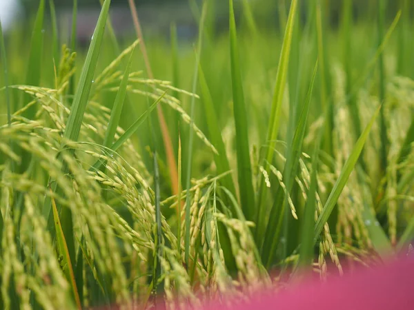 Arroz Arroz Verde Con Espiga Planta Campo Arroz Jazmín Sobre — Foto de Stock