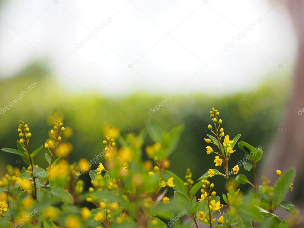 Little Yellow flower Thryallis glauca, Galphimia, Gold Shower medium shrub Dark yellow flowers inflorescence will be released at end of the branch blooming in garden on blurred nature background