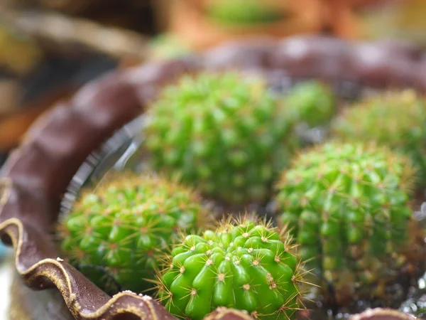 Cactus Árbol Tronco Verde Tiene Puntas Afiladas Alrededor Floración Macetas —  Fotos de Stock