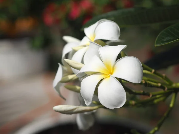 Plumeria Mix Kolorów Biały Żółty Kolorowy Kwiat Kwitnący Ogrodzie Rozmytym — Zdjęcie stockowe