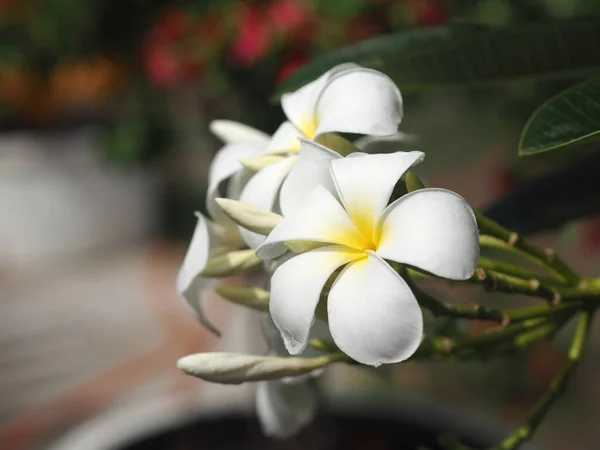 Plumeria Mix Vit Och Gul Rgfull Blomma Blommar Trã Dgã — Stockfoto