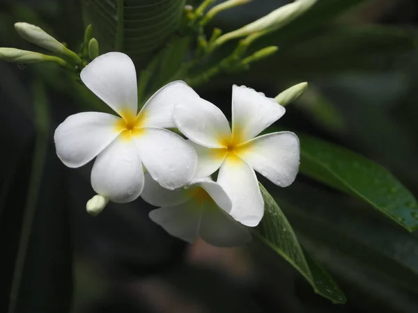 Plumeria Mix Kolorów Biały Żółty Kolorowy Kwiat Kwitnący Ogrodzie Rozmytym — Zdjęcie stockowe