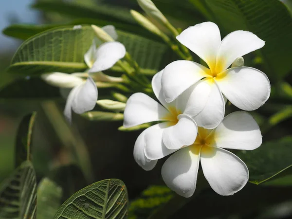 Plumeria Bahçedeki Bulanık Arka Planda Açan Beyaz Sarı Renkli Çiçekleri — Stok fotoğraf