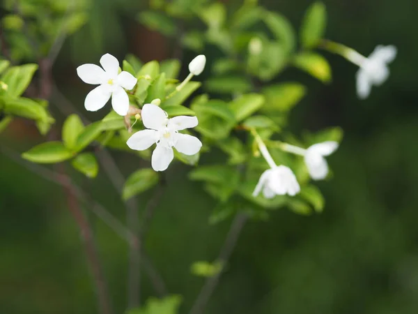 Gardenya Rubiaceae Küçük Daimi Yapraklar Yuvarlak Oval Sivri Yapraklar Noktadan — Stok fotoğraf
