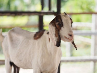 Keçinin çiftlikte beyaz-kahverengi kürkü vardır, memeli hayvan.