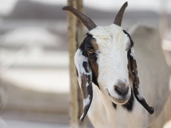goat have white to brown fur standing in farm, mammal animal