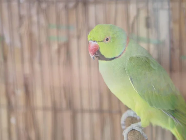 Zelený Papoušek Stojící Bidýlku Ptactvo Drůbež — Stock fotografie