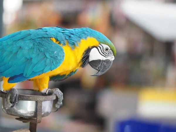 Barevný Papoušek Sedící Železném Podstavci Rozmazaném Pozadí Pták Zvíře Drůbež — Stock fotografie