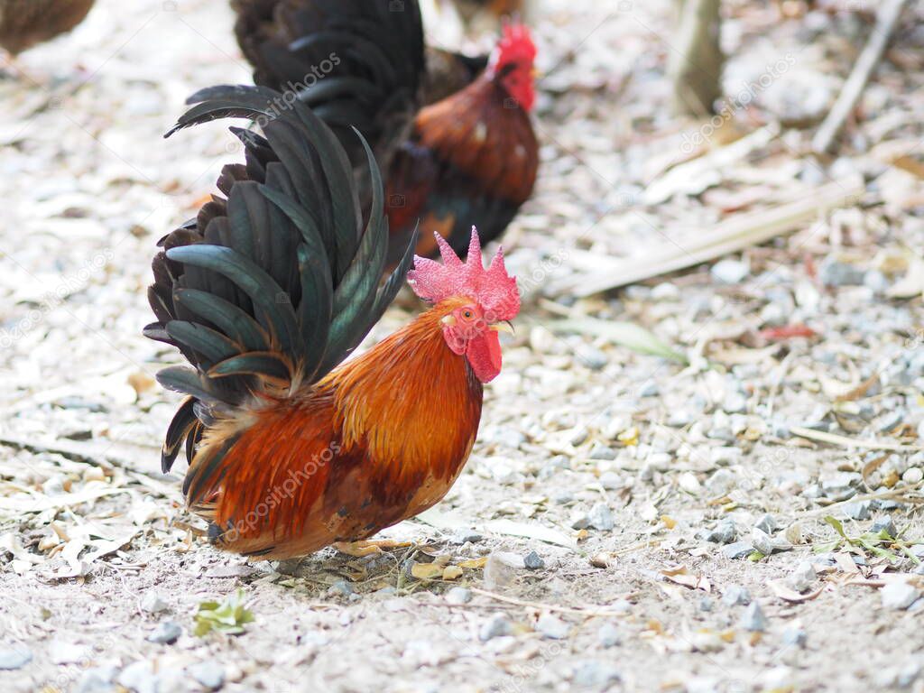 Bantam body is small, short, big and crested hen is colorful