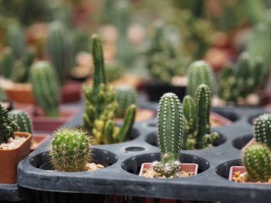 Kaktüs ağacının yeşil gövdesinde plastik kaplarda açan sivri dikenler var.